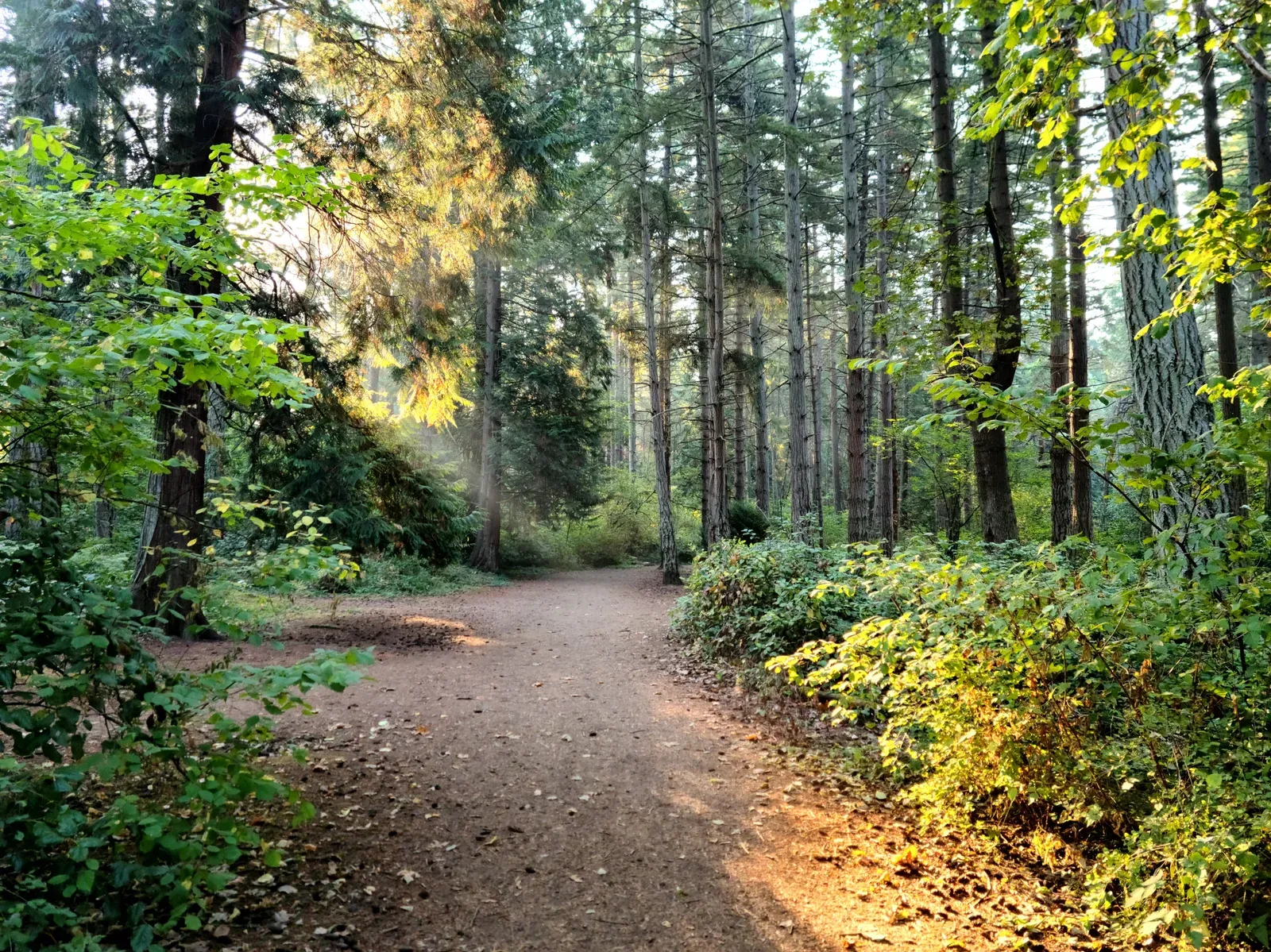 High school runners striding along a shaded trail in early morning light