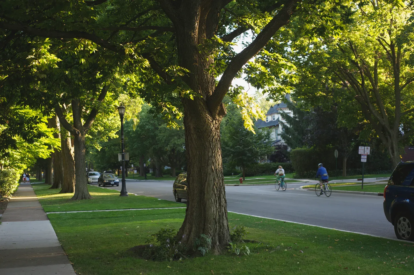 Cyclists passing under old shade trees on an established residential street
